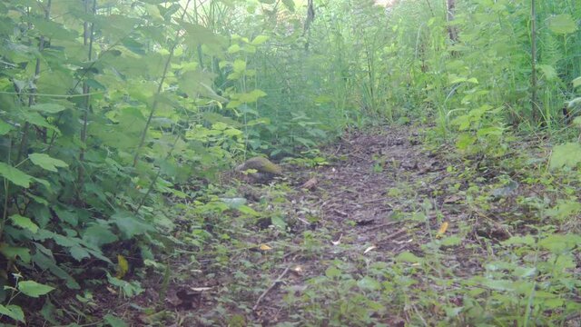 European green woodpecker, Picus viridis. Trail camera shot of a bird while pecking for food on the ground in the forest. wildlife Birdwatching 4k.