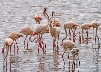 Flamingos at Lake Manyara National Park, Tanzania