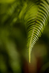 Frond - Color