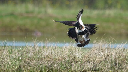 Northern lapwing (Vanellus vanellus), also known as the peewit or pewit, tuit or tew-it, green plover, or (in Britain and Ireland) pyewipe or just lapwing