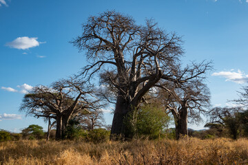 Gigantic Baobab Trees at Tarangire National Park, Tanzania