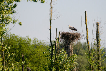 Ein Storch steht auf seinem Nest und füttert seine Jungen.