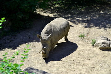 A Rhino Far Away View