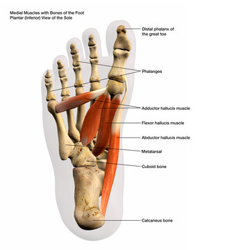 Medial Muscles and Bones of the Foot Plantar View of the Sole, Labeled Human Anatomy Diagram 3D Rendering 