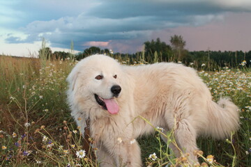 Maremma-Abruzzi shepherd in the grass