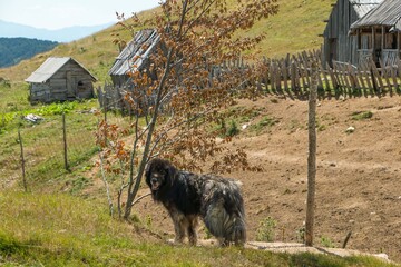 Big mountain shepherd dog. Mountain dog kept village household on the mountain