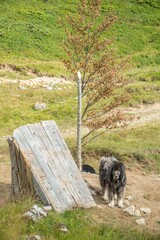 Big mountain shepherd dog. Mountain dog kept village household on the mountain