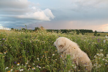 Maremma-Abruzzi shepherd in the field