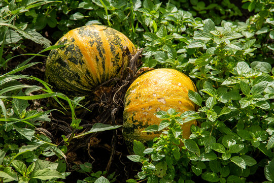 Mexican pumpkin
