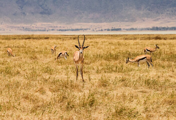 Naklejka na ściany i meble Springbok grazing at Ngorongoro, Tanzania