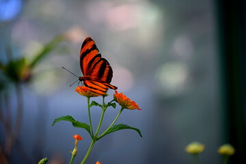 Butterfly landing on orange flowers