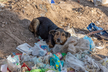 abandoned sad dog eating trash