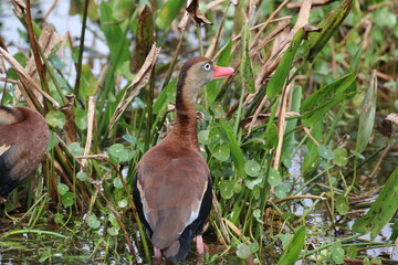 Black-bellied whistling duck