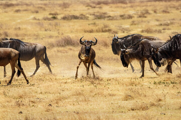 Naklejka na ściany i meble wildebeests fighting at Ngorongoro, Tanzania