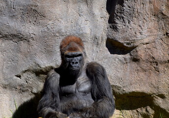 An Adult Male Gorilla contemplating what to do with his day.