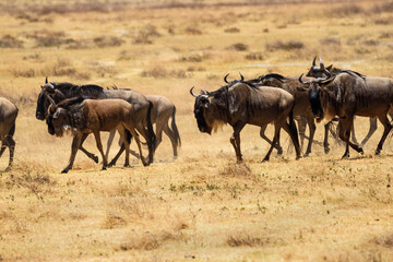 Fototapeta premium Wildebeest Herd Running at Ngorongoro, Tanzania