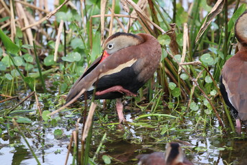 Black-bellied whistling duck