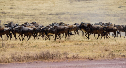 Wildebeest Herd Running at Ngorongoro, Tanzania