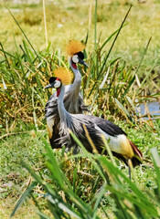 Crowned cranes at Ngorongoro, Tanzania