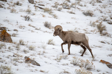 Fototapeta na wymiar Bighorn Sheep