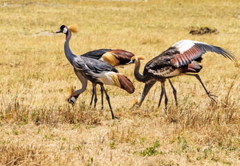 Crowned cranes at Ngorongoro, Tanzania