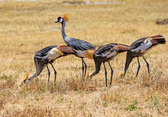 Crowned cranes at Ngorongoro, Tanzania