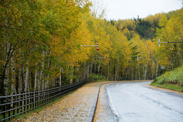 雨に濡れた山奥の秋の道路
