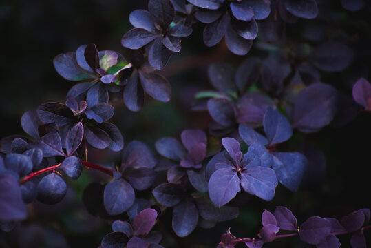 Fototapeta purple plant shot with telelens