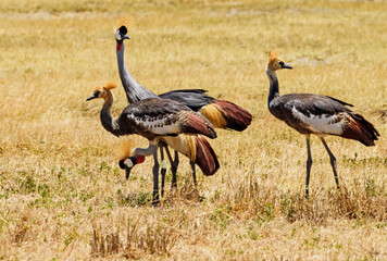 Crowned cranes at Ngorongoro, Tanzania