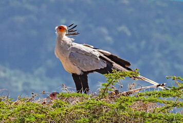 Secretarybird at Ngorongoro, Tanzania