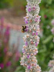 bee on a flower