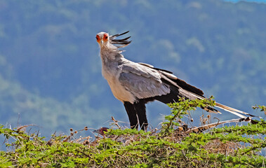 Secretarybird at Ngorongoro, Tanzania