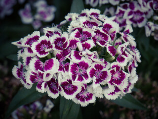 pink and white flower