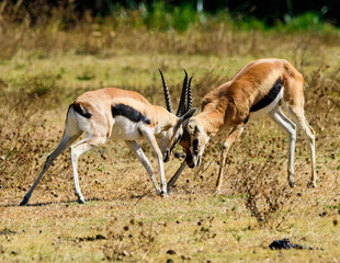 Naklejka na ściany i meble Springbok Antelopes fighting at Ngorongoro, Tanzania