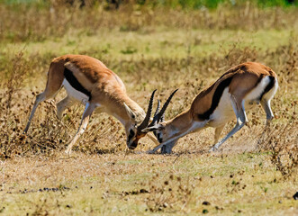 Springbok Antelopes fighting at Ngorongoro, Tanzania