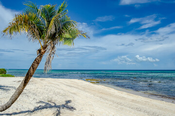 Mexican Caribbean beach/Palm tree