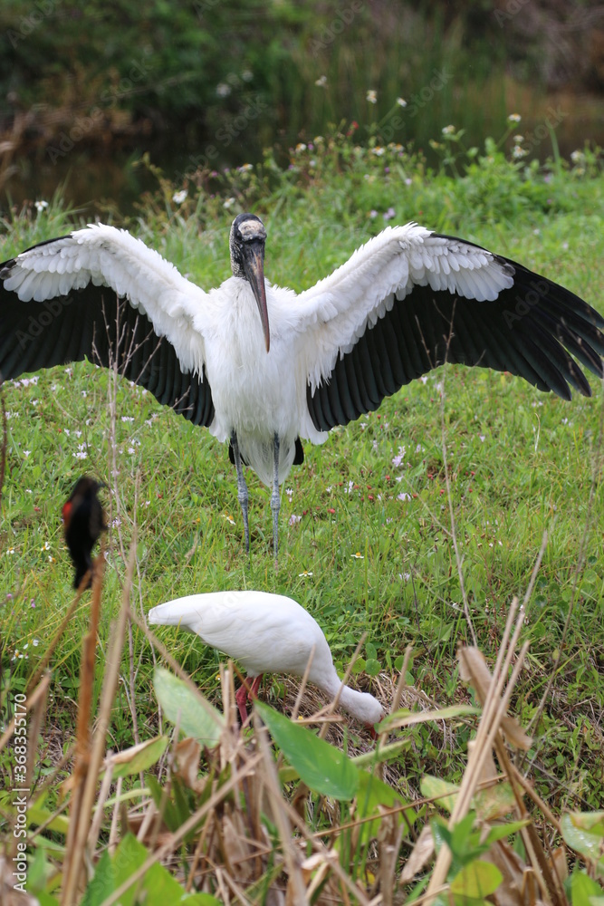 Canvas Prints a wood stork