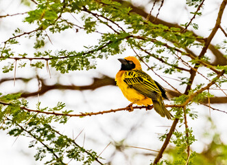 Southern masked weaver, Kenya