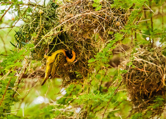 Southern masked weaver building nest, Kenya