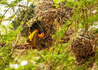 Southern masked weaver building nest, Kenya