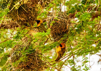 Southern masked weaver building nest, Kenya