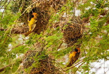 Southern masked weaver building nest, Kenya