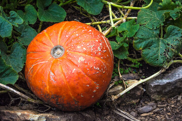 Orange colour pumpkin with dark green leaves growing in a rustic space, for halloween season. Natural dark green background