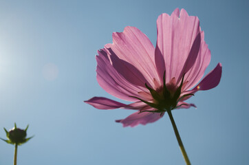 コスモス