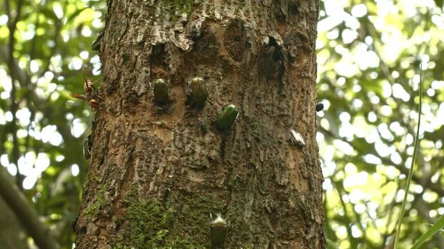 Group of insects feeding on a dead tree.