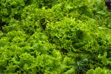 Detail and texture of green lettuce leaves 