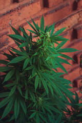 planta cogollo de marihuana cannabis exterior verde macro close up hoja con tricomas fondo pared de...