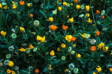 Beautiful floral pattern wallpaper with dark green leaves and yellow and orange flowers 