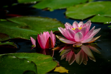 Water Lily