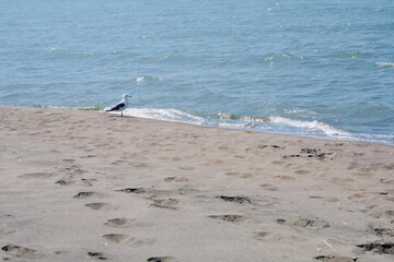 砂浜を歩くかもめ